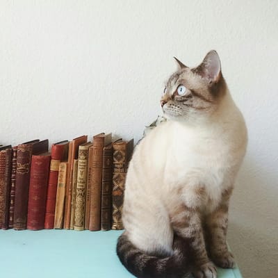 Hana Sofia avatar